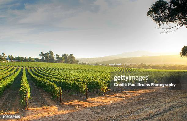 altydgedacht vineyards - vineyard stock pictures, royalty-free photos & images