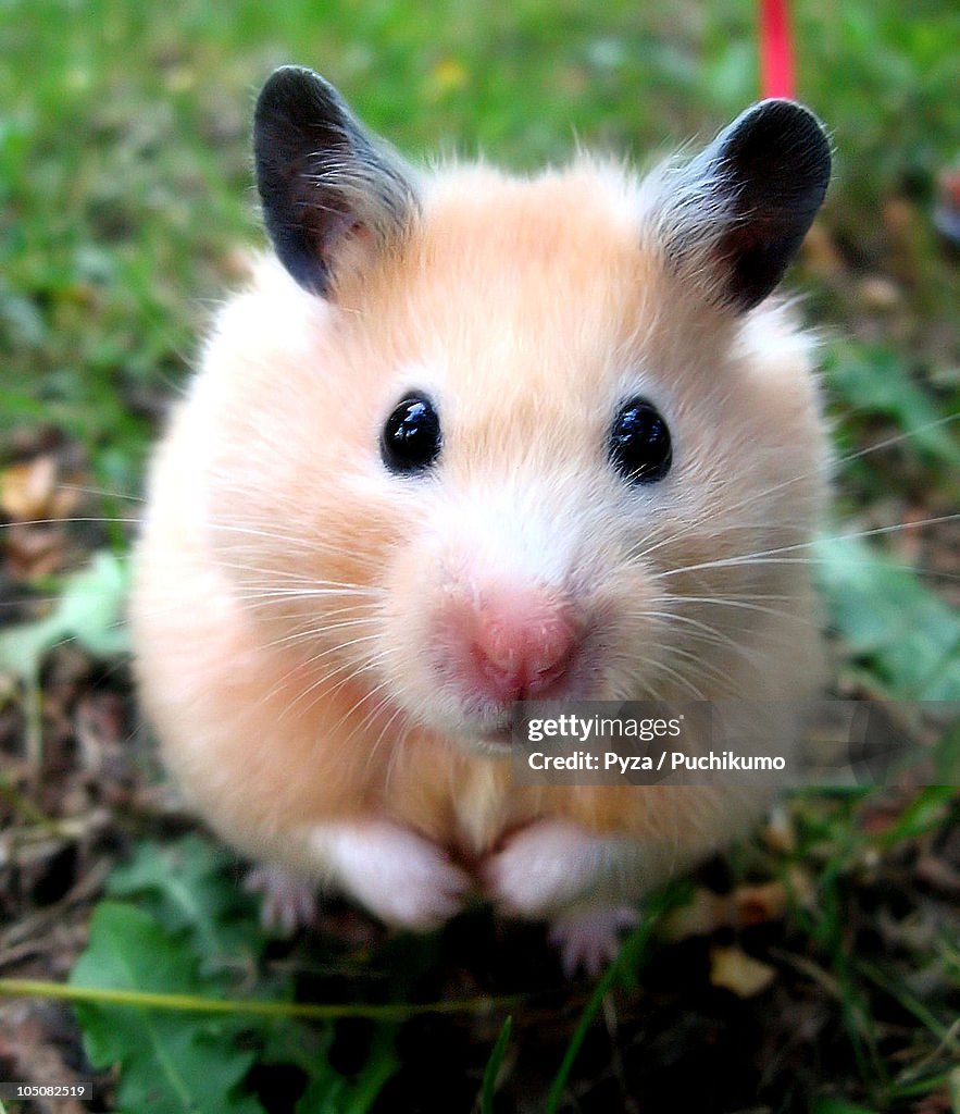 Syrian hamster outdoors