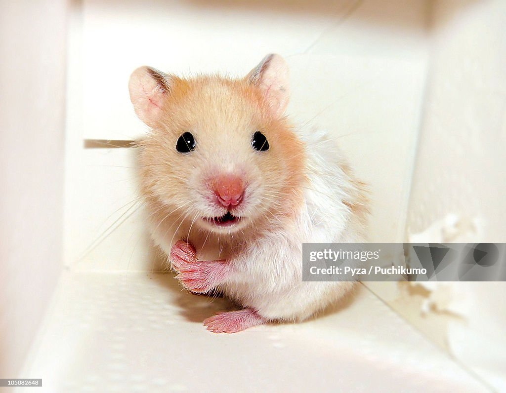 Small baby Syrian hamster in a box