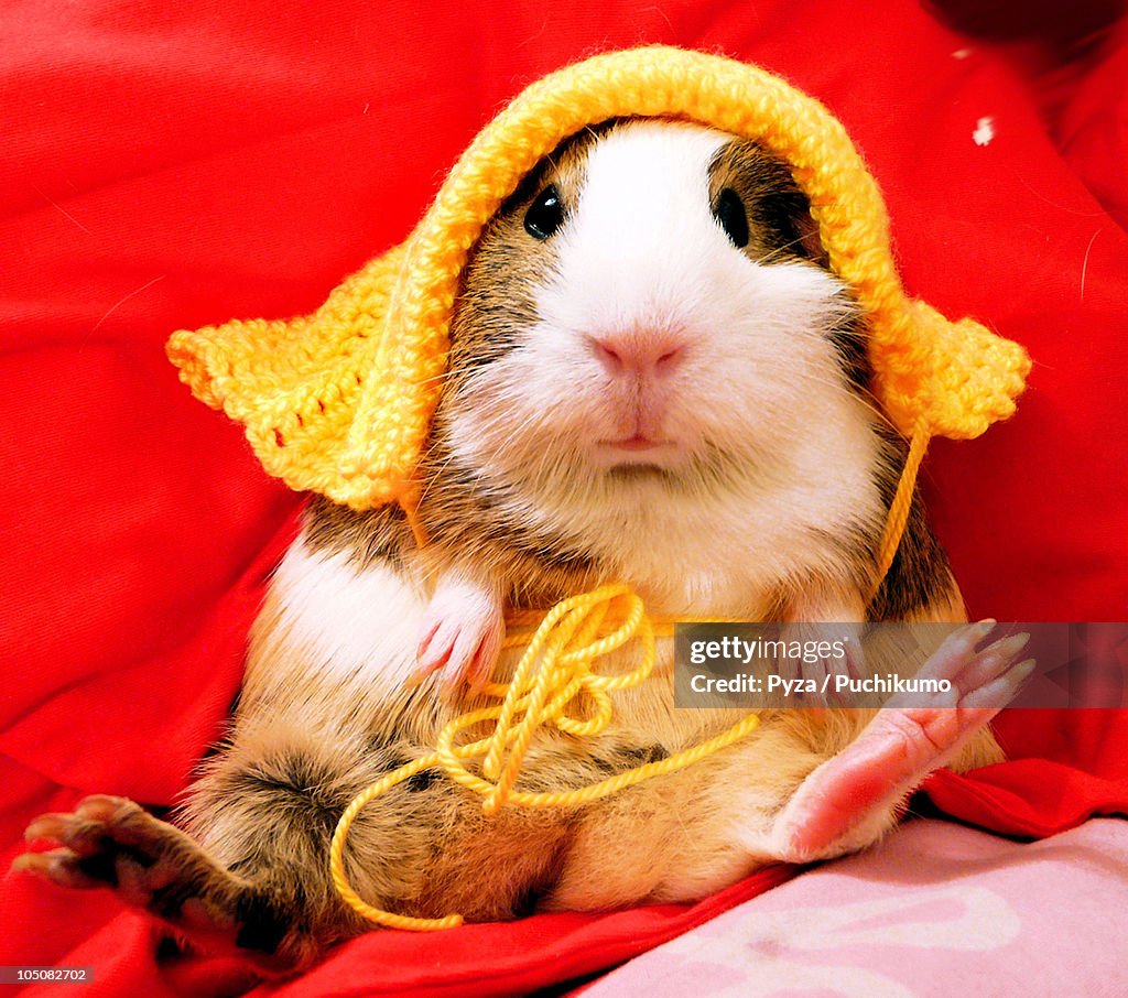 Guinea pig in a yellow bonnet against red bac