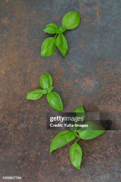 fresh green basil leaves on old metal background - basil leaf stock pictures, royalty-free photos & images