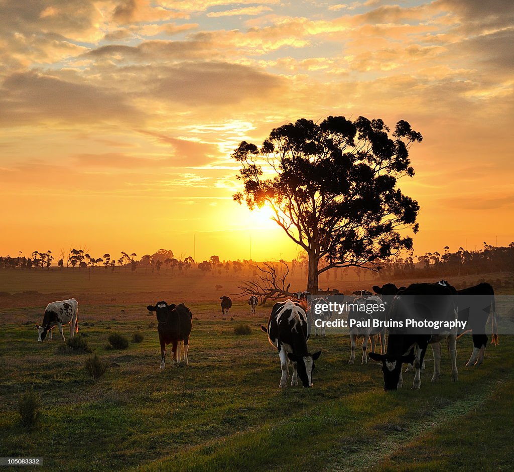 Not Until The Cows Come Home