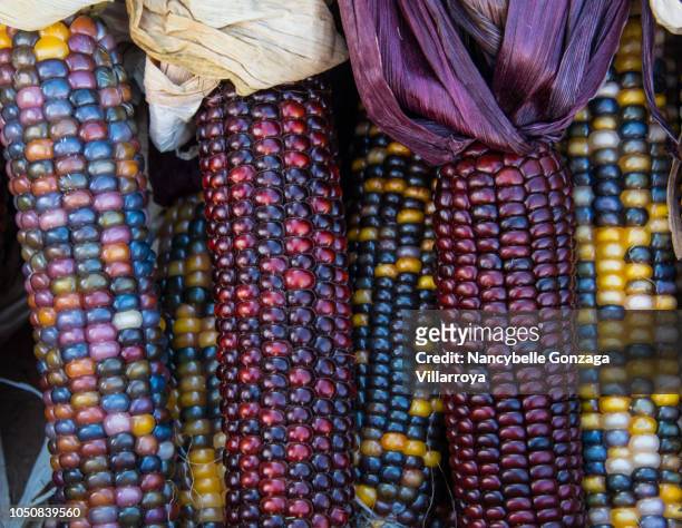 indian corn - maíz criollo fotografías e imágenes de stock