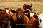 Beef Cattle Close Up