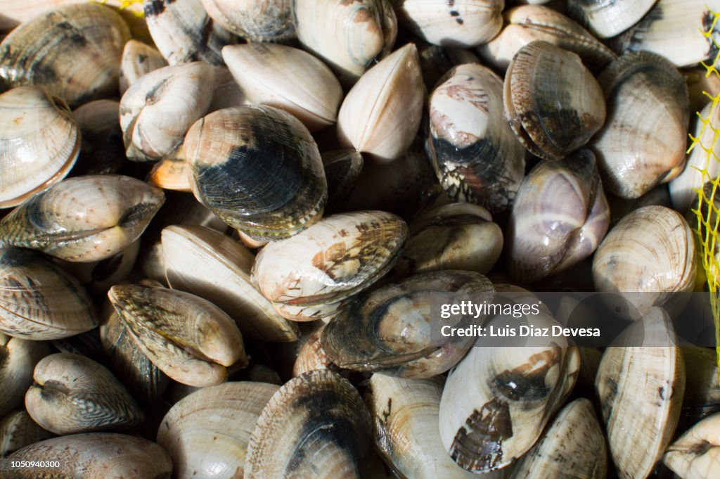 Fresh clams