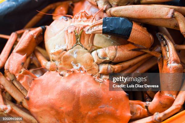 red king crab (paralithodes camtschaticus) freshly cooked - alaskan king crab foto e immagini stock