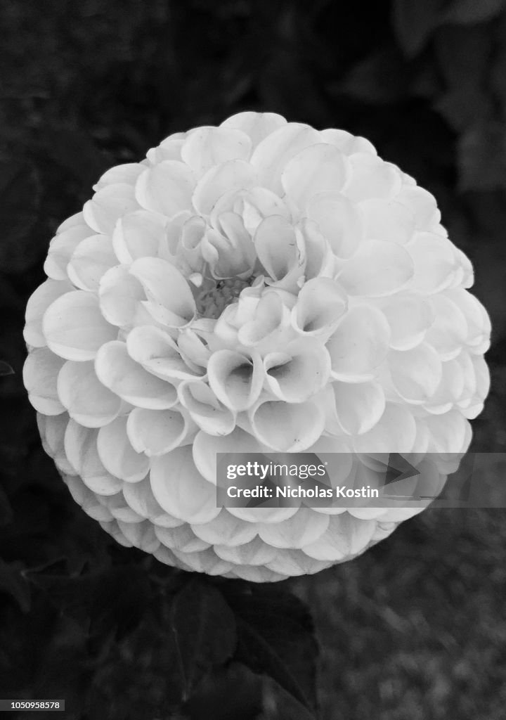 Round Sphere Flowers High-Res Stock Photo - Getty Images