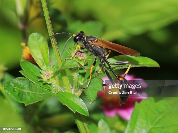 mud dauber also called mud wasp perching on leaf - mud dauber wasp fotografías e imágenes de stock