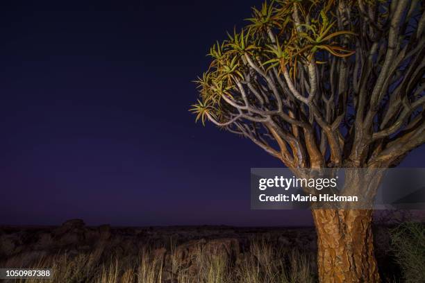 quiver tree at night in quiver tree forest namibia. - quiver tree stock pictures, royalty-free photos & images