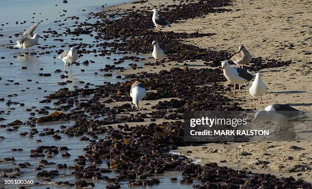 Sea Gulls feed amongst tens of thousands of dead Sea Urchins washed up on Malibu beach, which is closed to swimmers after recent rains caused the...