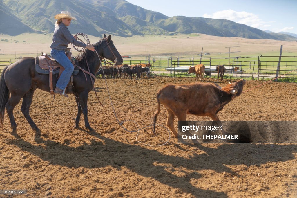String Line Cattle Roping Roping Cattle For Branding In Utah High-Res Stock Photo - Getty Images