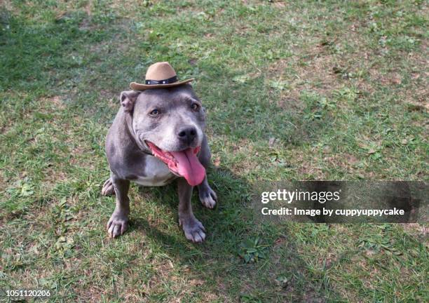 staffordshire bull terrier - staffordshire bull terrier stock pictures, royalty-free photos & images