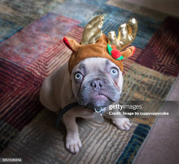 reindeer hat - antler stock pictures, royalty-free photos & images