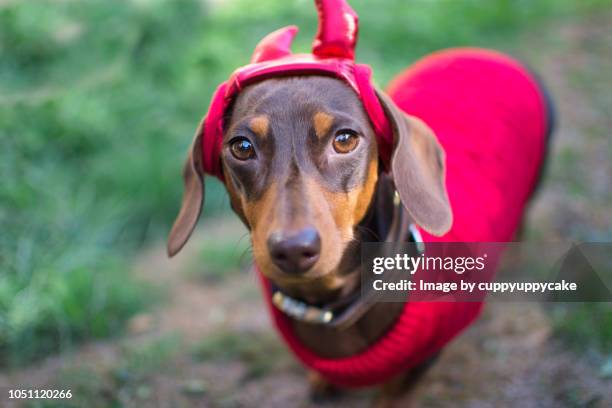 little devil costume - dachshund holiday stock pictures, royalty-free photos & images