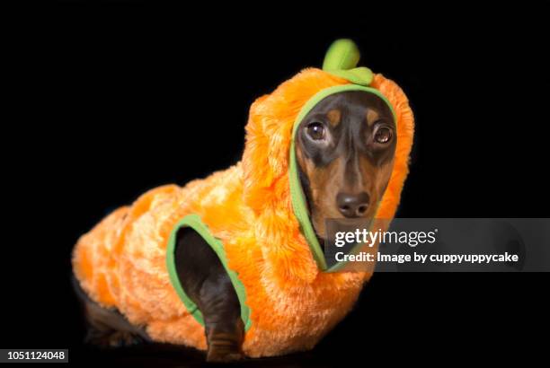 puppy in a pumkin costume - dachshund holiday stock pictures, royalty-free photos & images