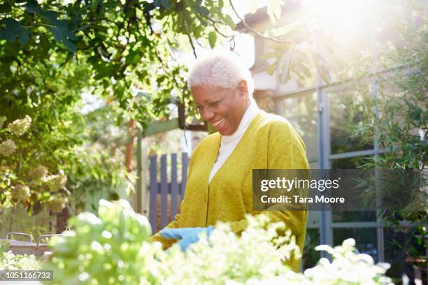 senior woman with pot plants in garden - adult woman garden flower stock-fotos und bilder