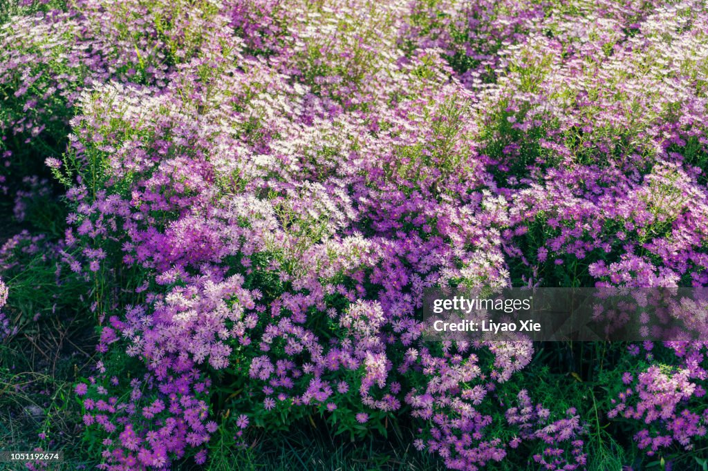 New York Asters