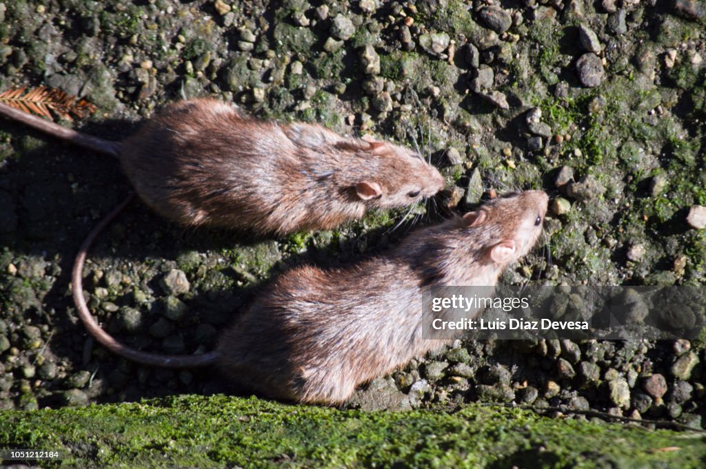 River Rats Vs Rats Rats In The River High-Res Stock Photo - Getty Images