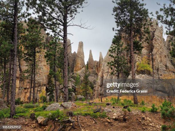 view along the needles highway in south dakota - custer stock pictures, royalty-free photos & images