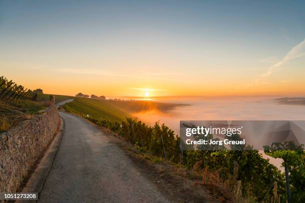 vineyard at sunrise - volkach stock pictures, royalty-free photos & images