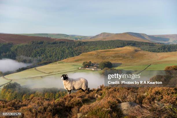 sheep in the hills of the peak district, england - derbyshire stock pictures, royalty-free photos & images