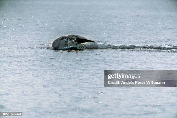 Gramus 72 Grampus Griseus Stock Photos, High-Res Pictures, and Images - Getty ...