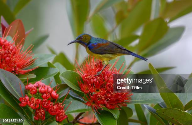 olive-backed sunbird  enjoy  with red flower golden penda tree. - xanthostemon chrysanthus stock pictures, royalty-free photos & images