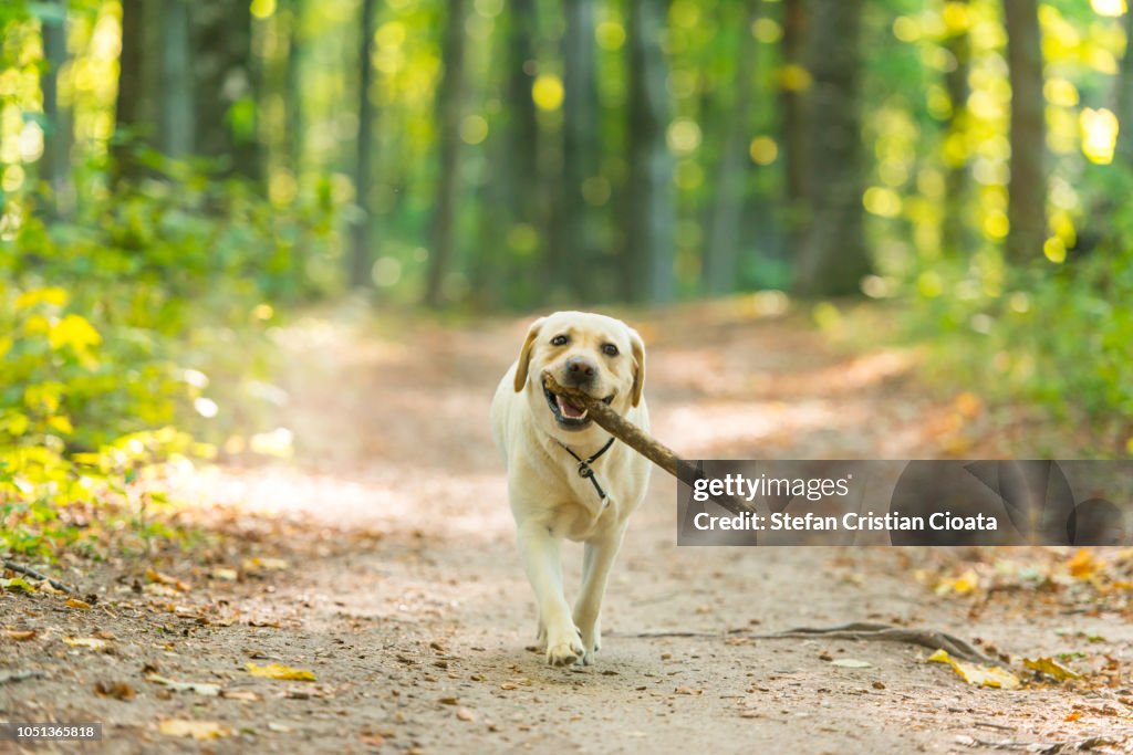 Yellow labrador with stick in forest