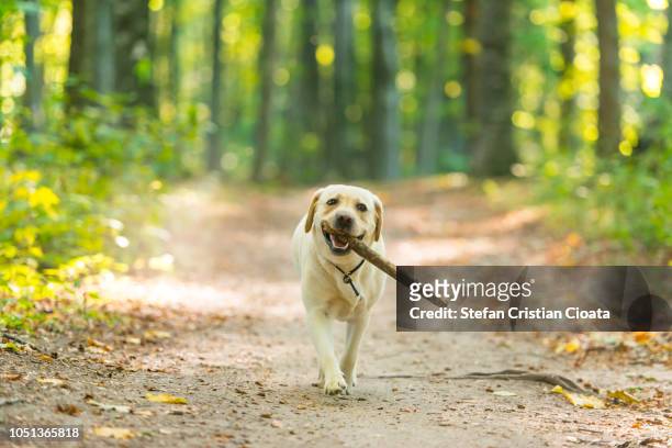 yellow labrador with stick in forest - labrador dourado cão de busca - fotografias e filmes do acervo