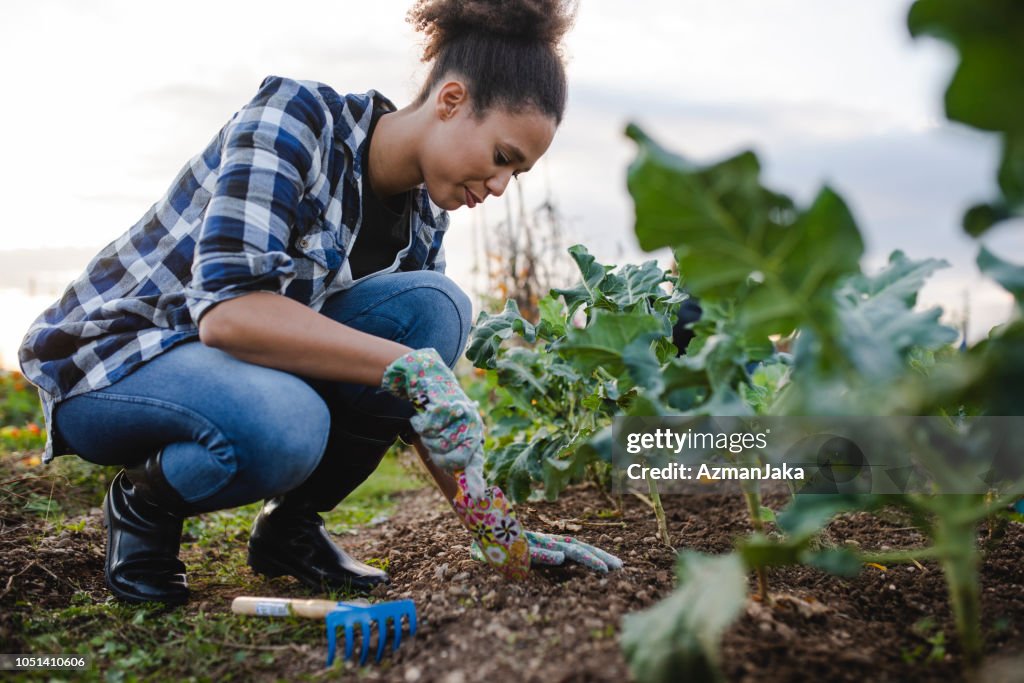African American woman picking lettuce in the garden