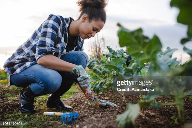african american woman picking lettuce in the garden - black glove stock pictures, royalty-free photos & images