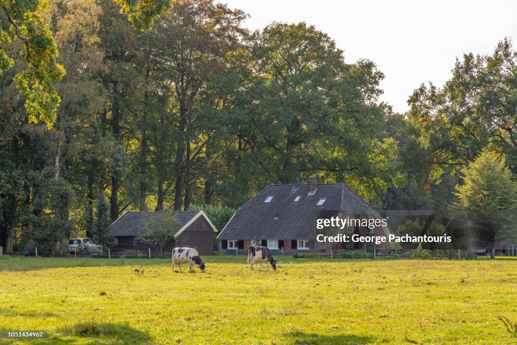 Dutch farm house and cows