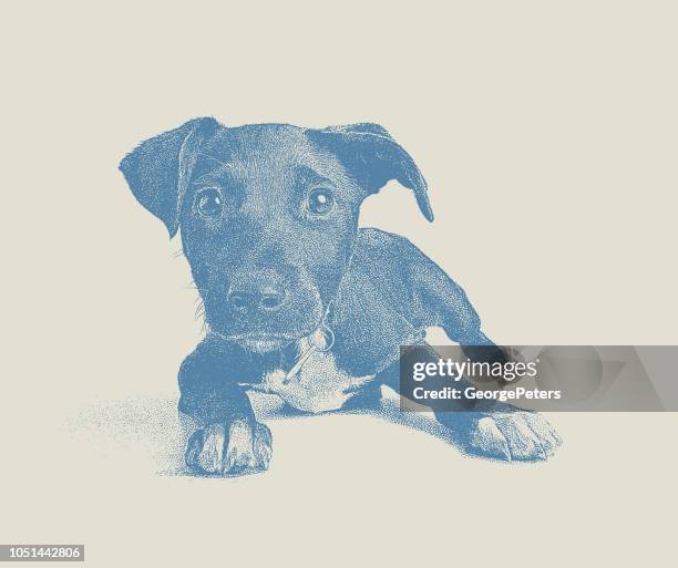 terrier mixed-breed puppy hoping to be adopted - head tilt stock illustrations