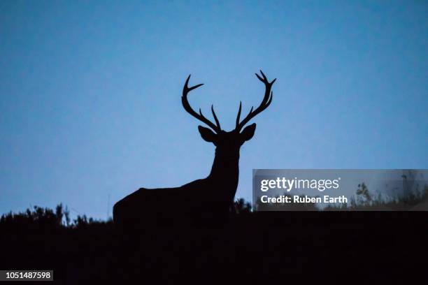 male deer silhouette looking at camera - tiere bei der jagd stock-fotos und bilder