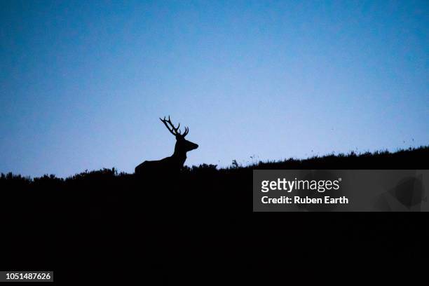 deer silhouette - deer antler silhouette stock pictures, royalty-free photos & images