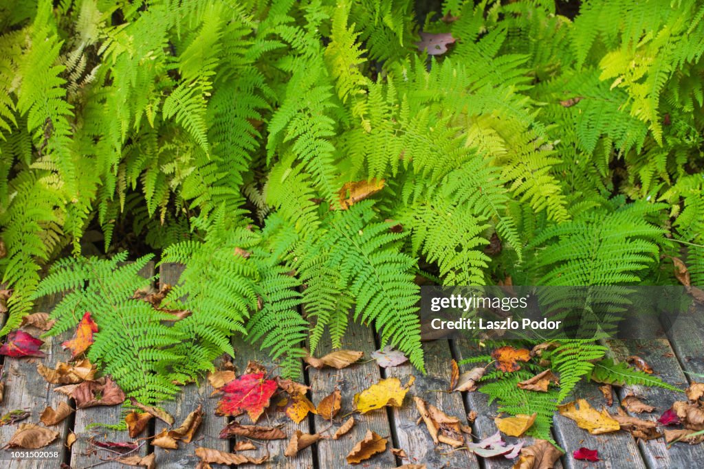 Hay-scented Fern