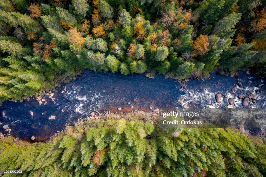 Vista aérea de la naturaleza Bosque Boreal en otoño, Quebec, Canadá