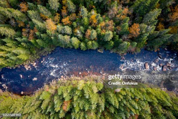 vista aérea de la naturaleza bosque boreal en otoño, quebec, canadá - río fotografías e imágenes de stock