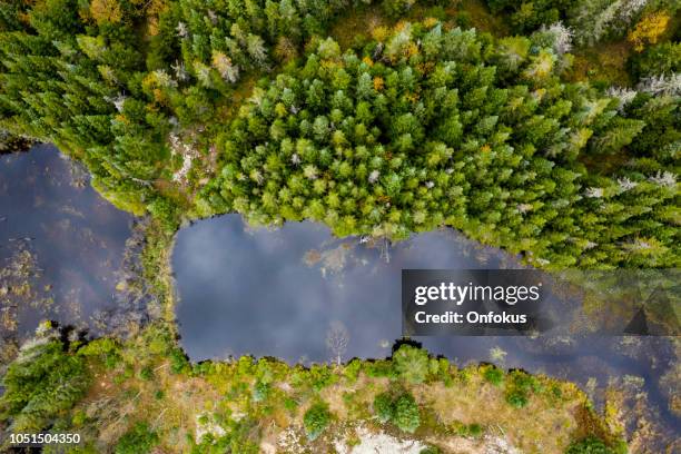 vista aérea de la naturaleza bosque boreal en otoño, quebec, canadá - beaver fotografías e imágenes de stock