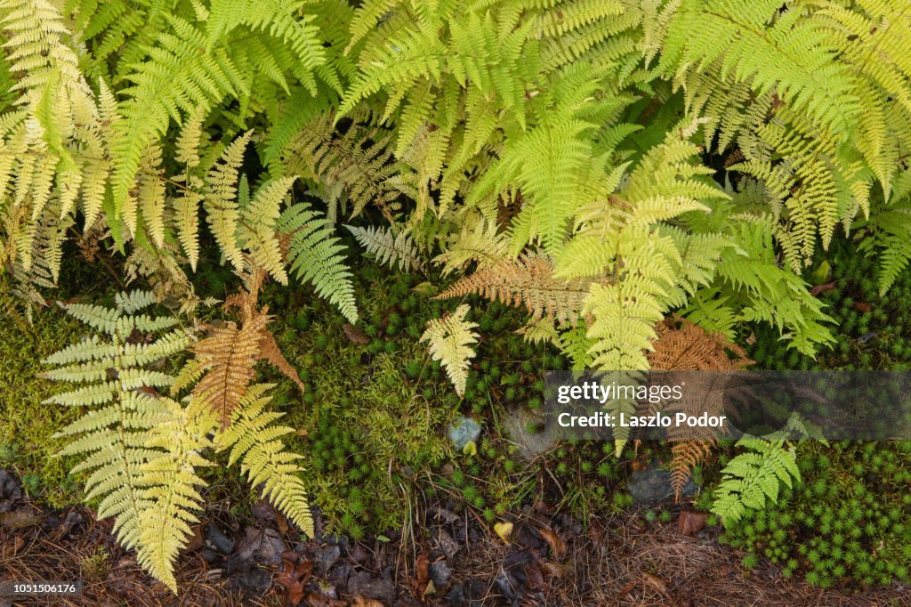 Hay-scented Fern