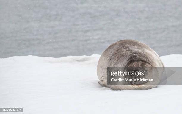 snow falling on southern elephant seal mirounga leonine in antarctic peninsula. - foca fotografías e imágenes de stock