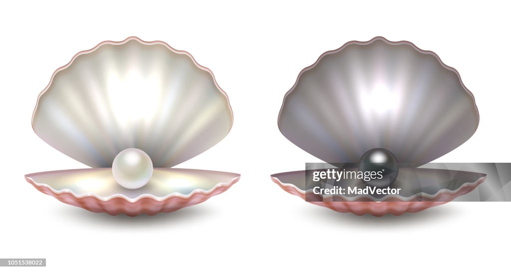Pearl Shell Designs Vector Realistic 3d Beautiful Natural Opened Pearl Shell With Pearls ...