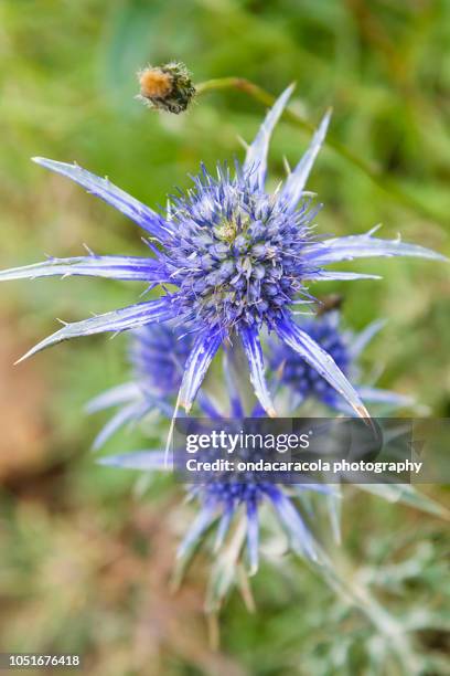 marian thistle flower close-up - milk thistle stock pictures, royalty-free photos & images