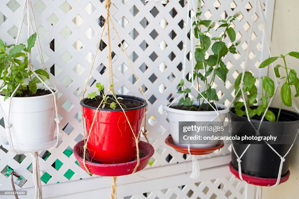 Hanging pots with aromathic herbs