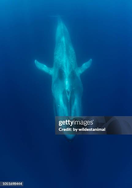 blue whale diving in the waters off pico island, the azores. - blauwe vinvis stockfoto's en -beelden