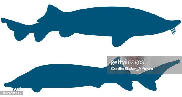 beluga shape - sturgeon fish stock illustrations