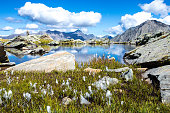 Gran Paradiso Alps mountain - mountain lake with Alpine flwers and clouds reflections - Cogne Aosta Valley - Grand Paradis National Park