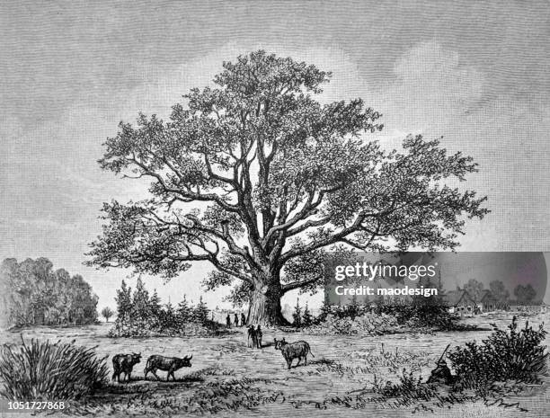 nature scene with a huge oak - 1888 - oak woodland stock illustrations