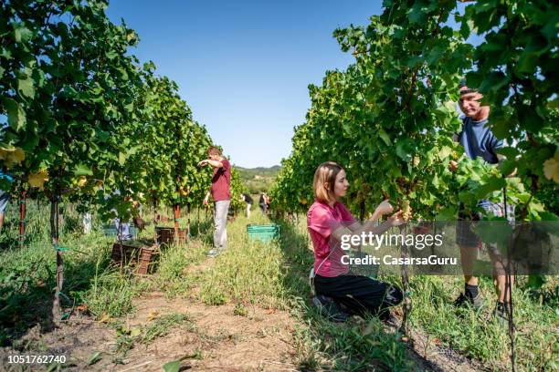 grupo de personas, cosecha de uvas en viñedo - vendimia fotografías e imágenes de stock
