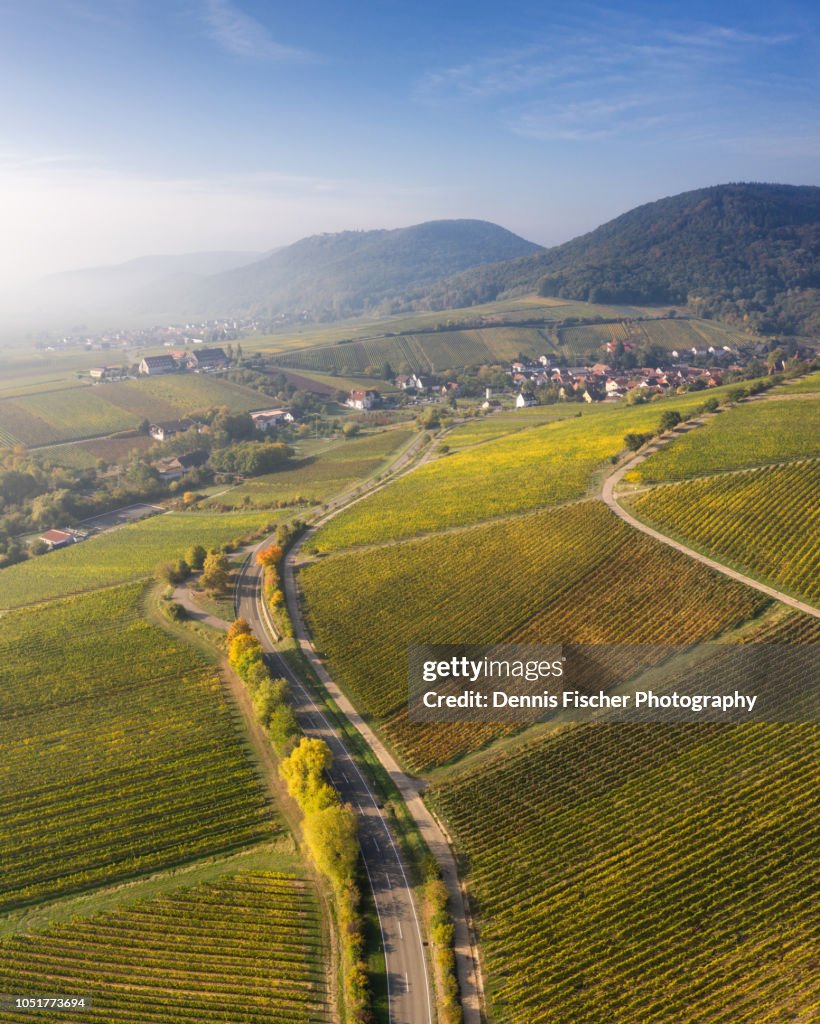 Vineyards in autumn